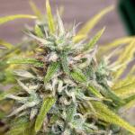 super-lemon-haze-fem-ghs.jpeg