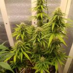 ultimate-bubba-auto-fem-Semyanich.jpg