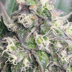 vanilla-frosting-fem-humboldt-seed-company.jpg