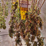 whiskey-zulu-auto-fem-7ch-american.jpg