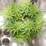 white-widow-regular-nirvana-seeds.jpg