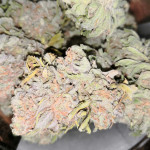 ak-77v-victory-seeds.jpg