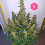 auto-night-queen-fem-dutch-passion.jpg