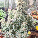 auto-orange-bud-fem-dutch-passion.jpg