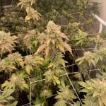 booberry-cookies-rbx-fem-ethos-genetics.jpg