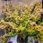 forbidden-runtz-auto-fem-fastbuds.jpg