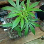 red-dragon-barneys-farm.jpg