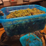 runtz-punch-fem-herbies-seeds.jpg