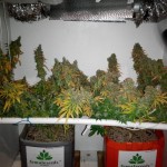 skunk-special-female-seeds.jpg