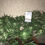 taison_auto_vip_seeds.jpg