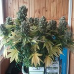 Blueberry_Dutch_Passion.jpg
