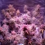 Purple_Ryder_2_auto_Joint_Doctor.jpg