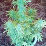 White_Widow_Auto_GHS.jpg
