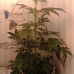 Grape_Muerte_Auto.jpg