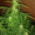 Pandora_auto_Paradise_Seeds.jpg