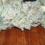 Blueberry_Dutch_Passion.jpg