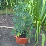 Cheese_Dinafem_Seeds.jpg