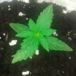 Grape_Muerte_Auto.jpg