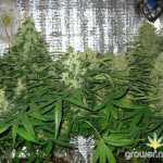Big_Devil_2_Auto_Sweet_Seeds.jpg