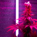 Blueberry_Dutch_Passion.jpg