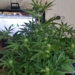 Big_Devil_Auto_Sweet_Seeds.jpg