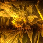 Northern_Lights_Nirvana_Seeds.JPG