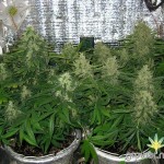 Big_Devil_2_Auto_Sweet_Seeds.jpg