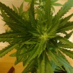 Speed_Devil_Auto.jpg