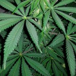 Santa_Sativa_Dinafem_Seeds.jpg