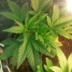 Hashberry_regular_Mandala_Seeds.jpg