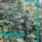 Hashberry_regular_Mandala_Seeds.jpg
