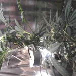 White_Widow_Auto_GHS.jpg