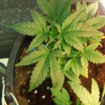 Hashberry_regular_Mandala_Seeds.jpg