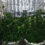 Big_Devil_2_Auto_Sweet_Seeds.jpg