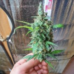 Auto_Super_Hash.jpg