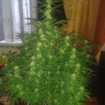 Pandora_auto_Paradise_Seeds.jpg