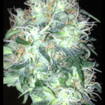 Big_Devil_2_Auto_Sweet_Seeds.png
