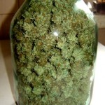 Pure_Power_Plant_regular_Nirvana_Seeds.jpg