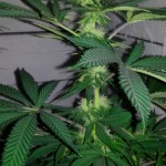 Santa_Sativa_Dinafem_Seeds.jpg