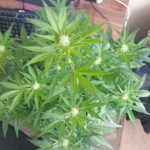 Big_Devil_Auto_Sweet_Seeds.jpg