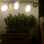 White_Widow_Auto_GHS.jpg