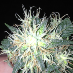 Big_Devil_2_Auto_Sweet_Seeds.png