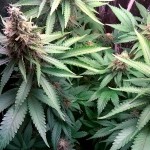 G13_Haze_Barneys_Farm.jpg