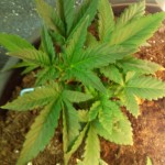 Hashberry_regular_Mandala_Seeds.jpg