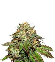 Семена Bubba Kush мини