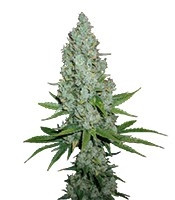 Семена Amnesia Lemon мини