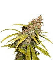 Семена Pineapple Chunk мини