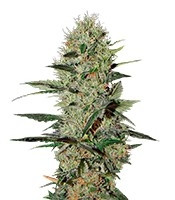 Семена Exodus Cheese Auto мини