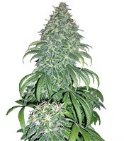 Семена Super Bud мини