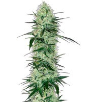 Сорт Tangerine Dream Auto мини